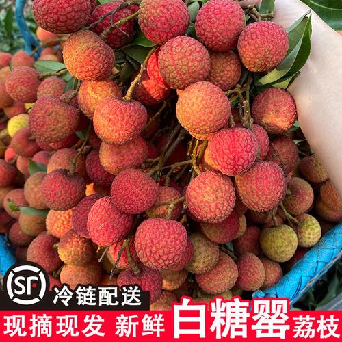 夏日臻选 高州白糖罂与妃子笑荔枝，现摘5斤顺丰冷链直达